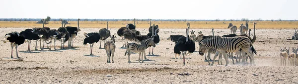 Miejsce Spotkań Zebra Przyjaciółmi Przyrody Afryce Etosha National Park Namibia — Zdjęcie stockowe