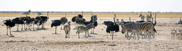 Lieu Rencontre Zèbre Ses Amis Faune Sauvage Dans Parc National — Photo