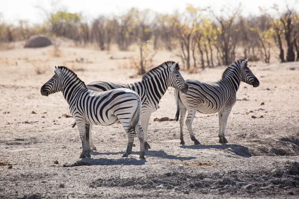 Zebra Vadon Élő Etosha Nemzeti Parkban Namíbia Afrikában — Stock Fotó