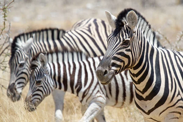 Zebra Volně Žijících Živočichů Národním Parku Etosha Namibie Královna Krásy — Stock fotografie