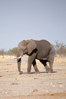 Büyük fil, etkin Natioal Park, Namibya Afrika yaban hayatı