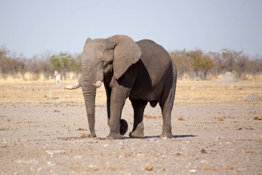 Büyük fil, etkin Natioal Park, Namibya Afrika yaban hayatı