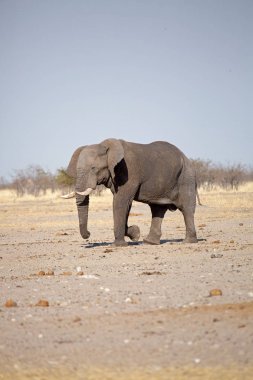 Büyük fil, etkin Natioal Park, Namibya Afrika yaban hayatı