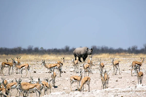 Rhinocéros Avec Springbok Faune Sauvage Dans Parc Etosha Natioal Namibie — Photo