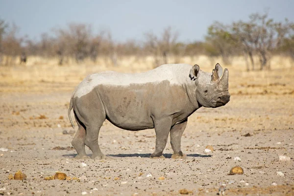 Rhinocéros Blanc Faune Sauvage Dans Parc Etosha Natioal Namibie Afrique — Photo