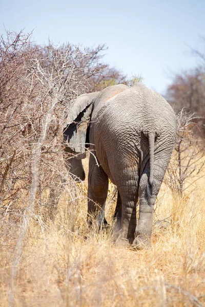 stock image Big Elephant, Wildlife in Etosha Natioal Park, Namibia Africa