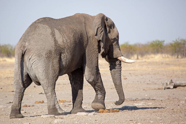 Big Elephant, Wildlife in Etosha Natioal Park, Namibia Africa