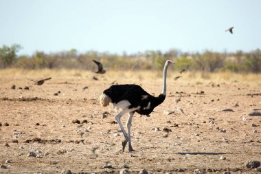 Yalnız ortak devekuşu, etkin Milli Parkı, Namibya Afrika yaban hayatı
