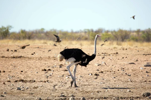 孤独的普通鸵鸟 野生动物在 Etosha 国家公园 纳米比亚非洲 — 图库照片