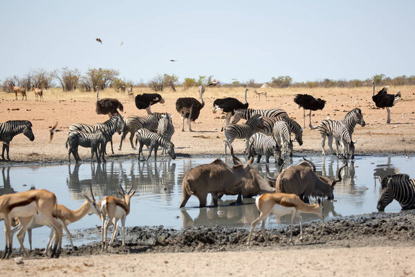 пьянство страуса с друзьями, дикая природа в Национальном парке Этоша, Намибия Африка
