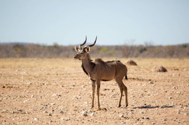 Yalnız Kudu, etkin Milli Parkı, Namibya Afrika yaban hayatı
