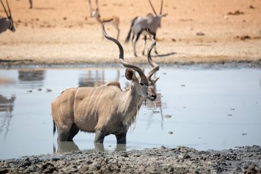 içme Kudu, etkin Milli Parkı, Namibya Afrika yaban hayatı