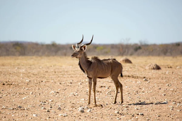 Solitario Kudu Fauna Selvatica Nel Parco Nazionale Etosha Namibia Africa — Foto Stock