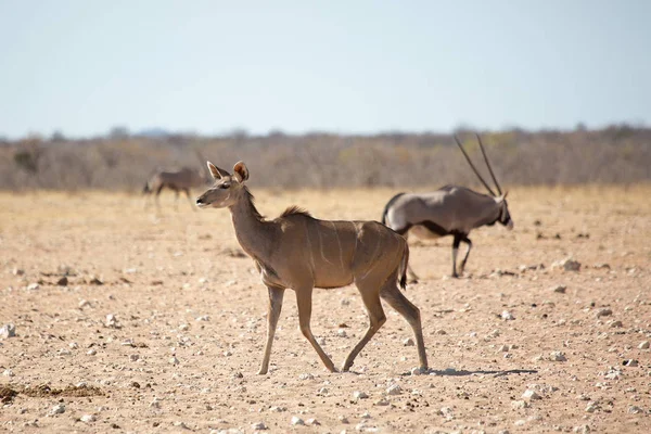 Samotny Kudu Przyrody Afryce Etosha National Park Namibia — Zdjęcie stockowe