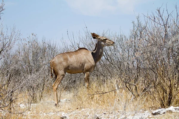 Yalnız Kudu Etkin Milli Parkı Namibya Afrika Yaban Hayatı — Stok fotoğraf