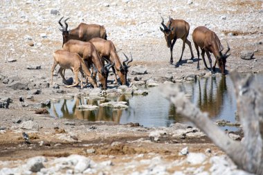Alkol, kırmızı Hartebeest, etkin Milli Parkı, Namibya Afrika yaban hayatı