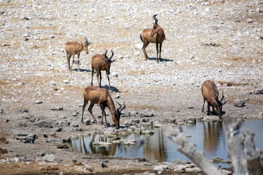 Alkol, kırmızı Hartebeest, etkin Milli Parkı, Namibya Afrika yaban hayatı
