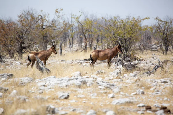 Czerwonego Hartebeest Przyrody Afryce Etosha National Park Namibia — Zdjęcie stockowe