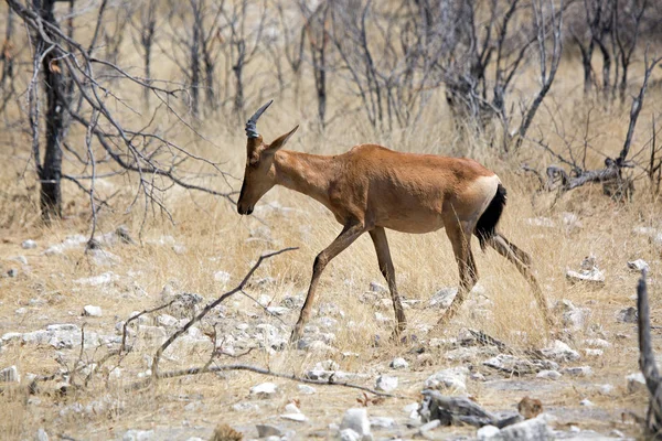 Káma Tehénantilop Vadon Élő Etosha Nemzeti Parkban Namíbia Afrikában — Stock Fotó