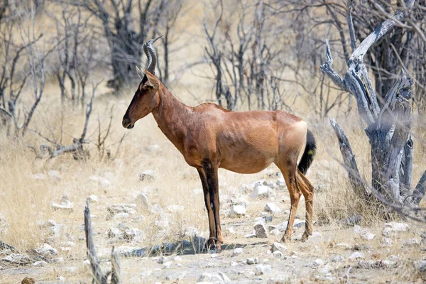 红色麋羚 Etosha 国家公园的野生动物 纳米比亚非洲 — 图库照片