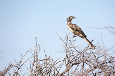 Bir kuş, Namibya, Afrika etkin ulusal Park'ta göre Hlicopter görüntüle