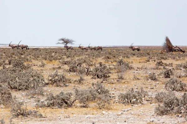 Oryks Południowy Przyrody Afryce Etosha National Park Namibia — Zdjęcie stockowe