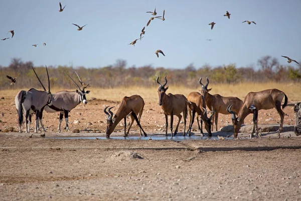 Drinken Gemsbok Dieren Het Wild Het Etosha National Park Namibië — Stockfoto