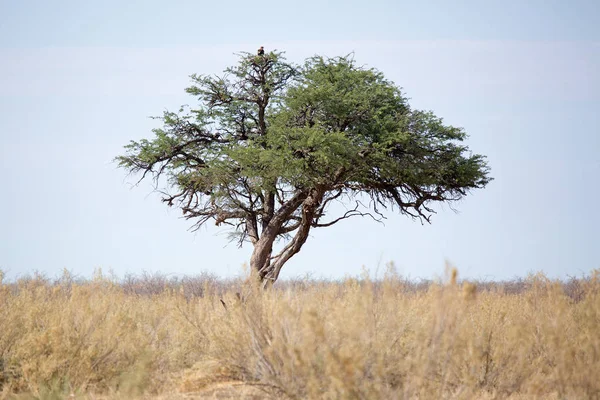 Zobacz Hlicopter Przez Ptaka Park Narodowy Etosha Namibia Afryka — Zdjęcie stockowe