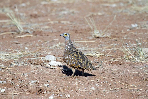 Lonely Bird Etosha National Park Namibia Africa — Stock Photo, Image