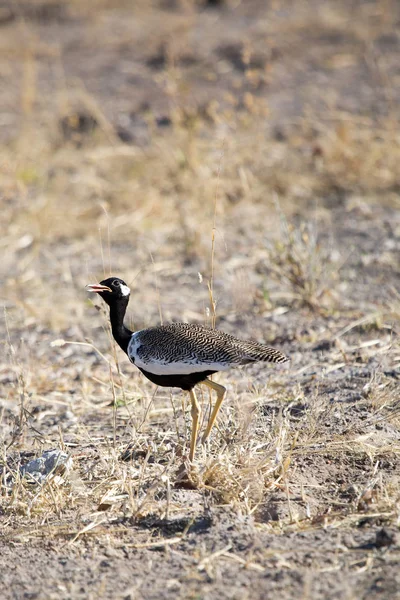 Osamělý Pták Národním Parku Etosha Namibie Afrika — Stock fotografie