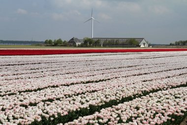 Hollanda, Hollanda güzel Lale alanları ile Sprigtime