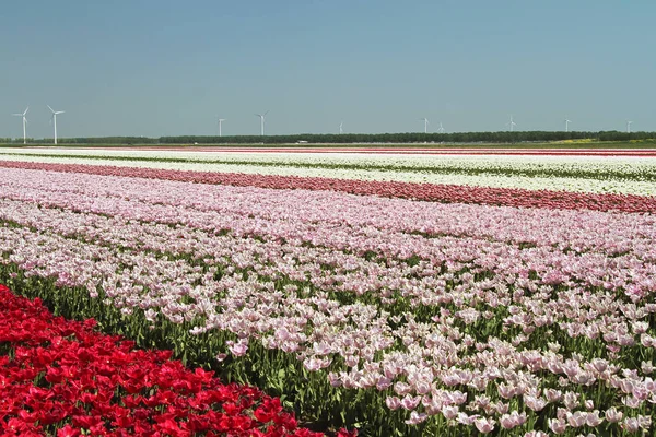 Sprigtime Krásnou Tulipánová Pole Holandsku Nizozemsko — Stock fotografie