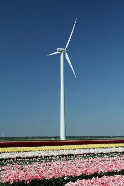 Голландская Ветряная Мельница Тюльпанах Голландия — стоковое фото