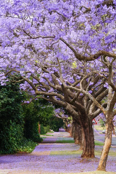 Gyönyörű lila élénk jacaranda-Bloom. — Stock Fotó