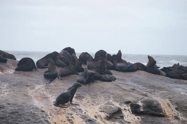 Colonia de focas en la isla Duiker, Sudáfrica — Foto de Stock