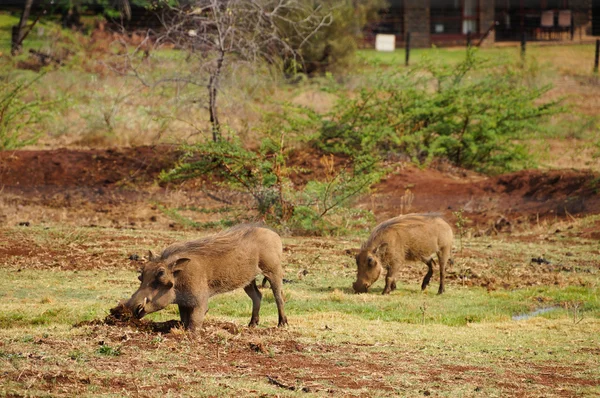 Warzenschwein in der Natur, Südafrika — Stockfoto