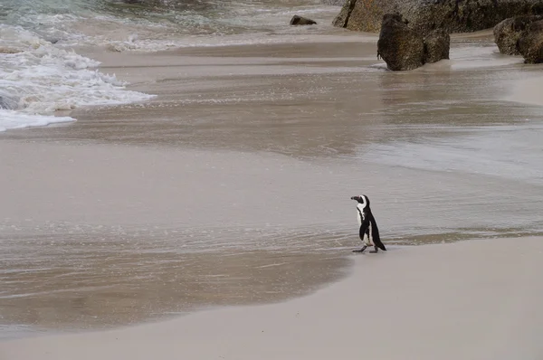 African penguins at Boulder Beach , South Africa — Stock Photo, Image