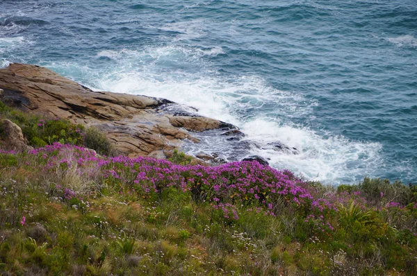 Campo de flores junto al mar en Ciudad del Cabo . — Foto de Stock