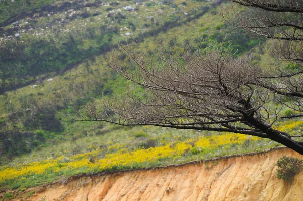 Primavera na África do Sul . — Fotografia de Stock