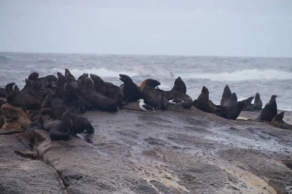 Duiker Island près de Hout Bay, Cape Town, Afrique du Sud — Photo