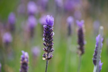 Stellenbosh, Cape Town lavanta çiçeği..