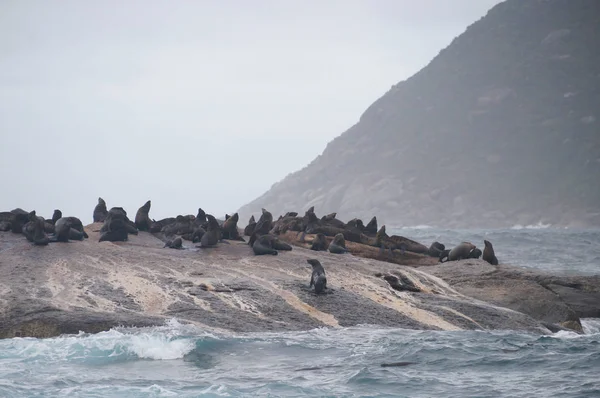 Duiker Island near Hout Bay, Cape Town (Ciudad del Cabo), Sudáfrica — Foto de Stock