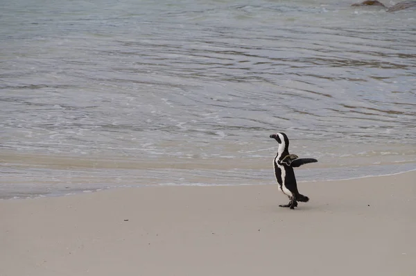 African penguin walking to the sea , South Africa — Stock Photo, Image