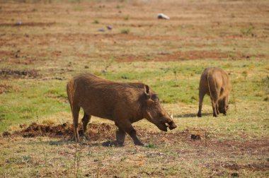 Warthog Pilanesberg Ulusal Park, Güney Afrika