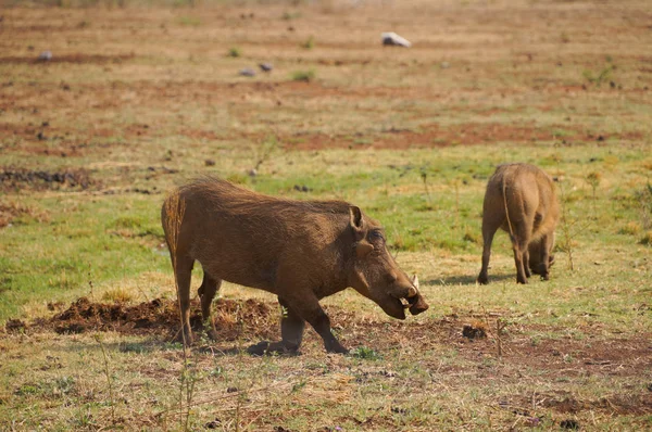 Warthog in Pilanesberg National Park,South Africa — Stock Photo, Image