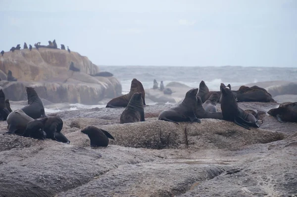 Duiker Island perto de Hout Bay, Cidade Do Cabo . — Fotografia de Stock