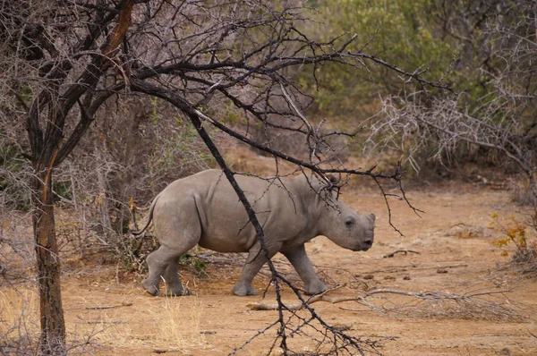 Young rhinoceros in Pilanesberg National Park,South Africa. — Stock Photo, Image