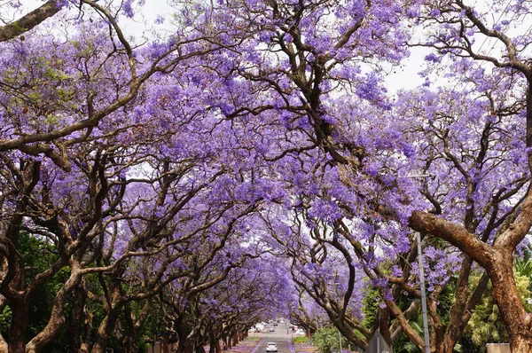 Jacaranda vibrante violeta bonita em flor . — Fotografia de Stock