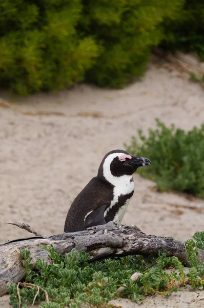 Πιγκουίνοι στο Boulders Beach, στη Νότια Αφρική. — Φωτογραφία Αρχείου