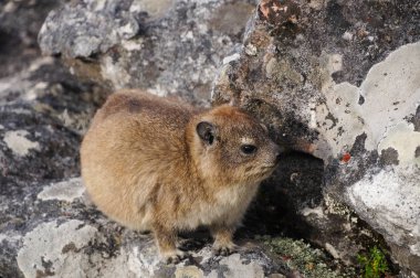 Rock dassie üzerinde Masa Dağı, Cape Town, Güney Afrika.